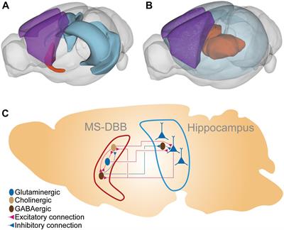 Molecular Mechanisms of REM Sleep